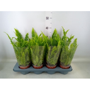 Nephrolepis exal. 'Green Lady'