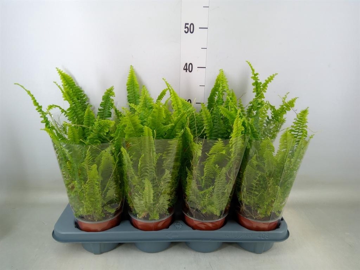 <h4>Nephrolepis exal. 'Green Lady'</h4>