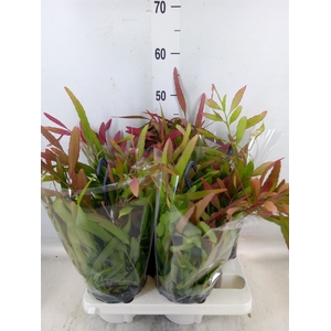 Rhipsalis   ...