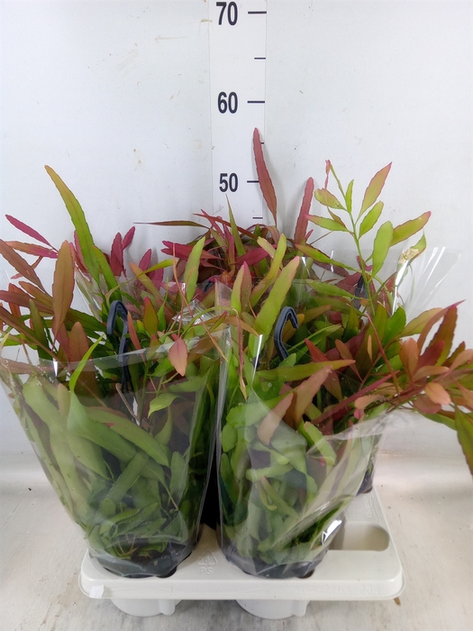 <h4>Rhipsalis   ...</h4>