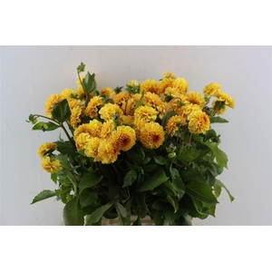 Dahlia Golden Scepter