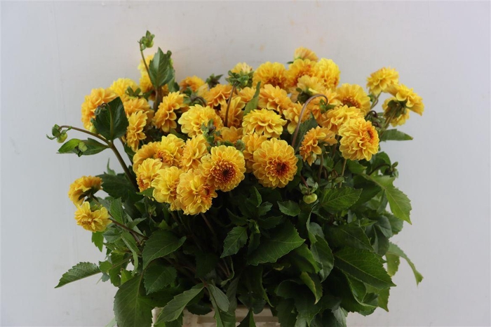 <h4>Dahlia Golden Scepter</h4>