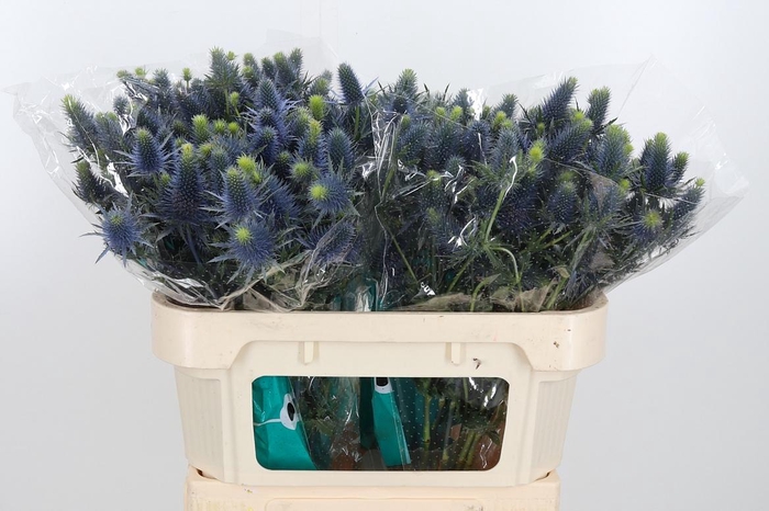 <h4>Eryn Supernova</h4>