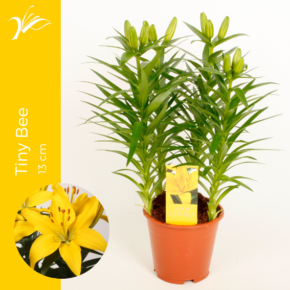 <h4>Lilium Tiny Bee 13 cm (az. lelie)</h4>