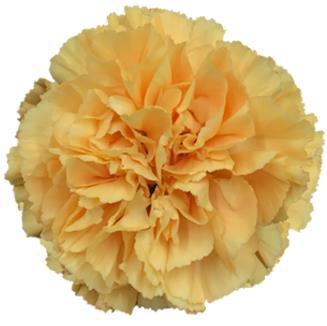 <h4>Di St Caroline Gold</h4>