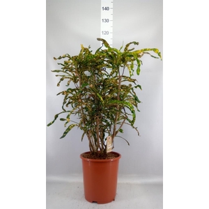 Codiaeum var. KL   ...