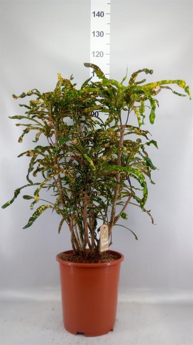 <h4>Codiaeum var. KL   ...</h4>