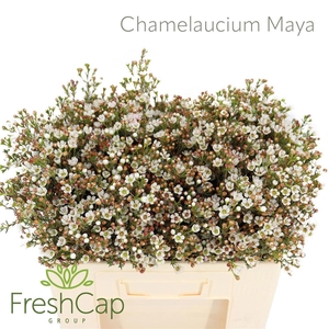 CHAME MAYA