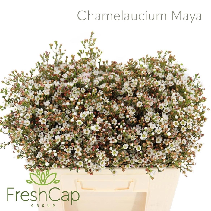 <h4>CHAME MAYA</h4>