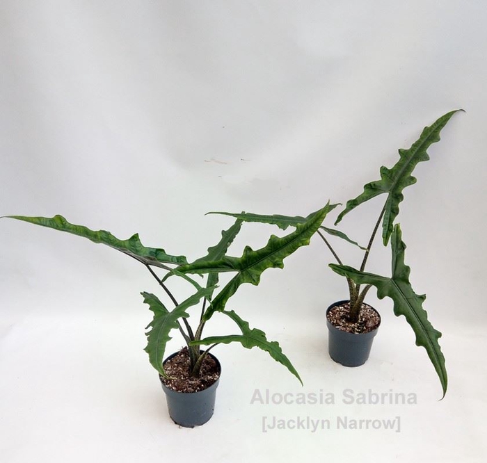 Alocasia