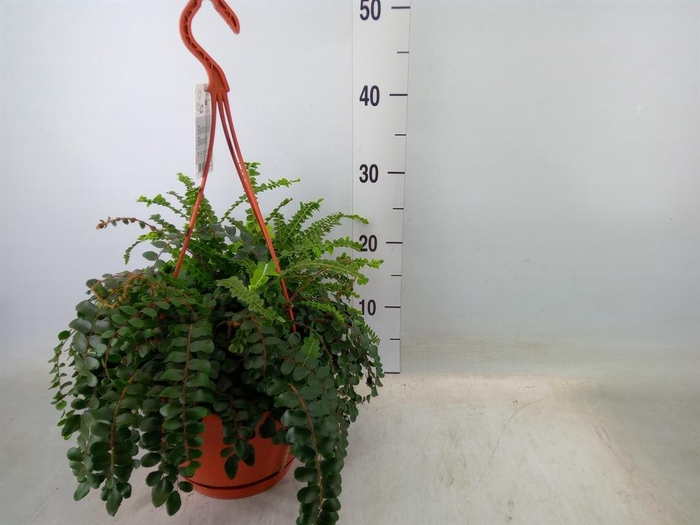 <h4>Ferns   ...mix</h4>