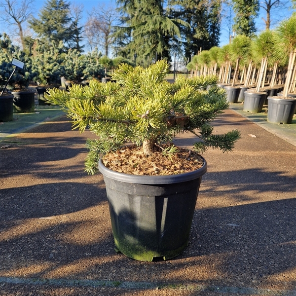<h4>Pinus banksiana 'Velda'</h4>
