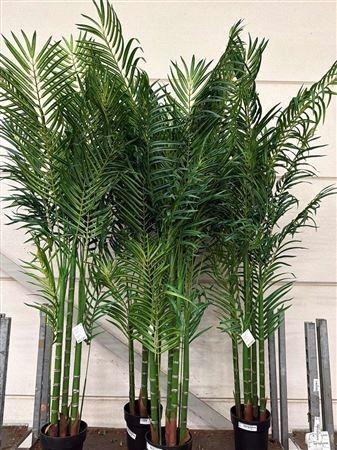 Artificial Howea F Ceramic Hydro