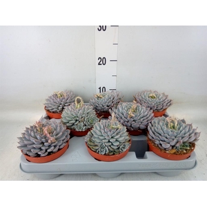 Echeveria cuspidata