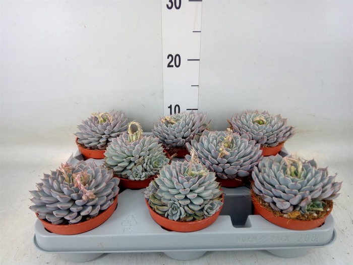 <h4>Echeveria cuspidata</h4>