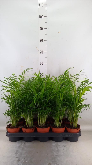 <h4>Chamaedorea elegans</h4>