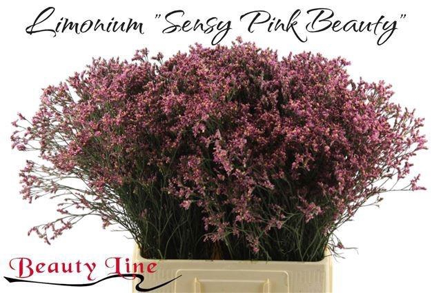 <h4>LIM SIN SEN PIN BEAU</h4>