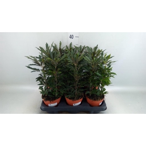 Dizygotheca eleg. 'Castor'