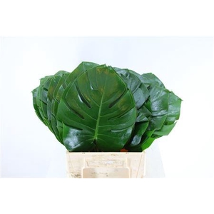 Monstera Ø30cm (sg) M