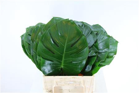 <h4>Monstera Ø30cm (sg) M</h4>