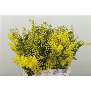 MIMOSA MIRANDOL 300 GRAM