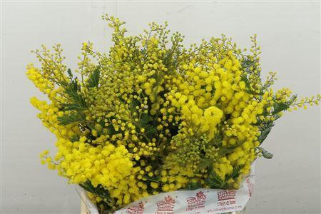 <h4>MIMOSA MIRANDOL 300 GRAM</h4>