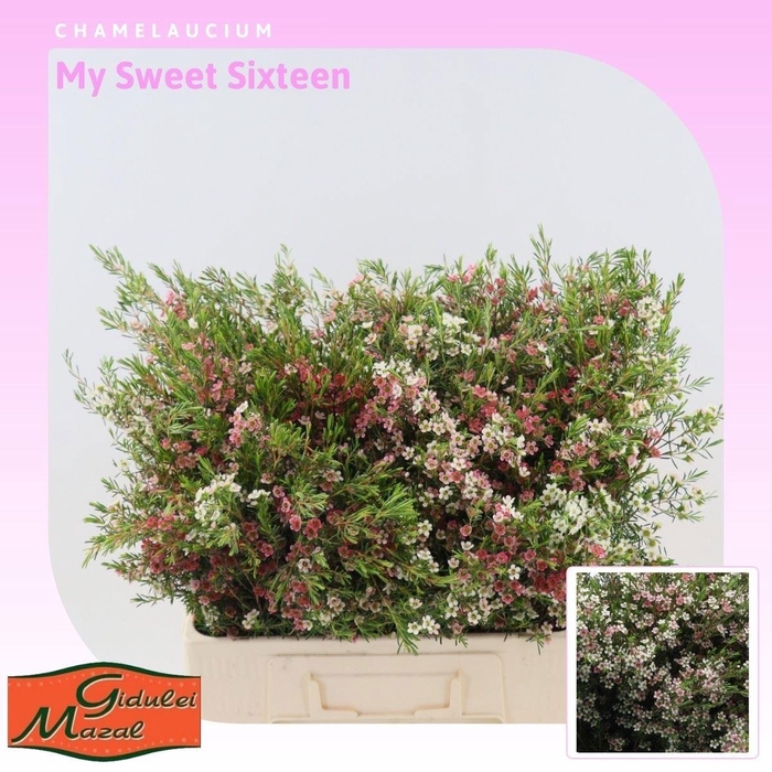 <h4>CHAME UN MY SWEET 16</h4>