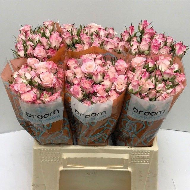 <h4>Rosa TR 'Speak Blossoms' BRAAM</h4>