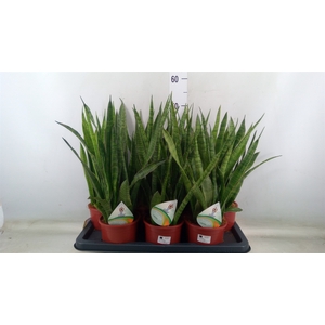 Sansevieria zeylanica 'Greenline'