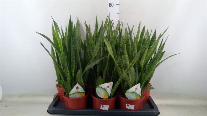 <h4>Sansevieria zeylanica 'Greenline'</h4>