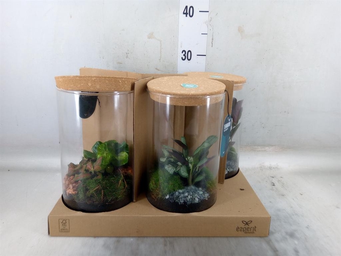 <h4>Arr.    Planten  H%</h4>