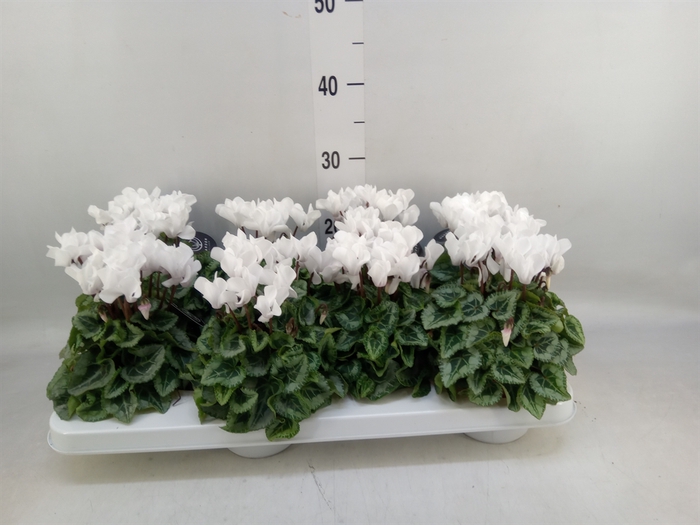 <h4>Cyclamen KL   ...patio</h4>