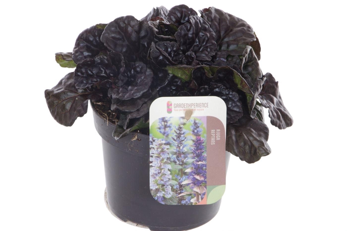 <h4>Ajuga reptans Black Scallop</h4>