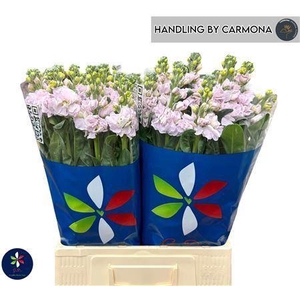 MATTHIOLA IRON CHERRY BLOSSOM