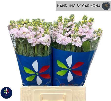 <h4>MATTHIOLA IRON CHERRY BLOSSOM</h4>