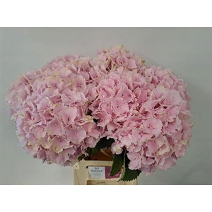 Hydr M Ch Verena Rose