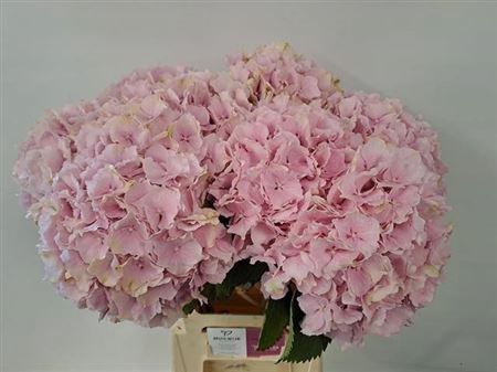 <h4>Hydr M Ch Verena Rose</h4>