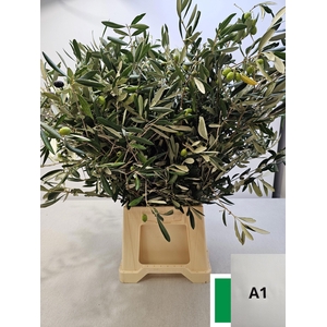 OLEA EUROPAEA PB