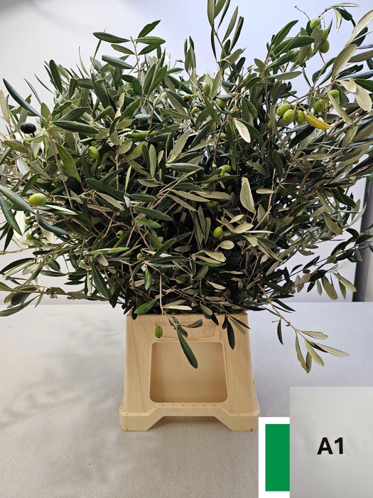 <h4>OLEA EUROPAEA PB</h4>
