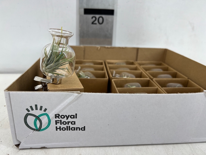 <h4>ARR TILLANDSIA</h4>