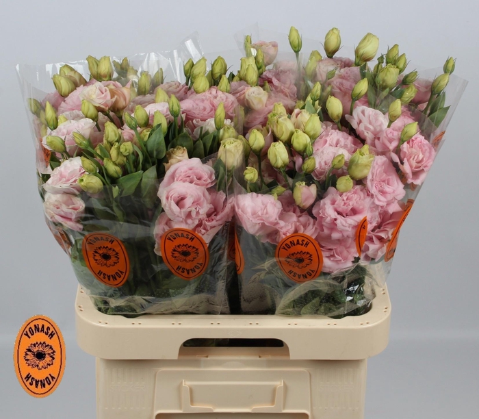 <h4>EUS G CHAC WED PINK</h4>