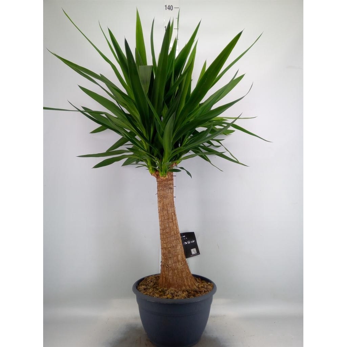 <h4>Yucca elephantipes   ...</h4>