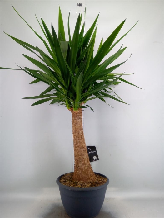 Yucca elephantipes   ...