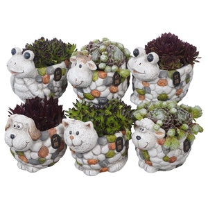 Arr. Sempervivum L%