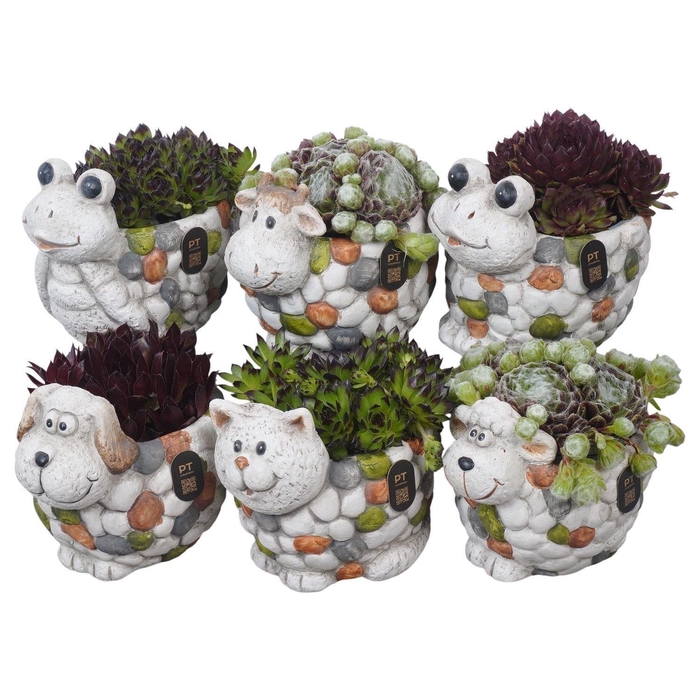 <h4>Arr. Sempervivum L%</h4>