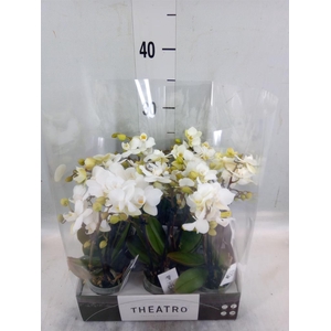 Phalaenopsis multi.   ...white