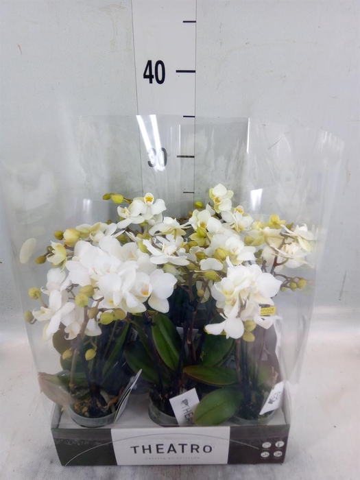 <h4>Phalaenopsis multi. ...white</h4>