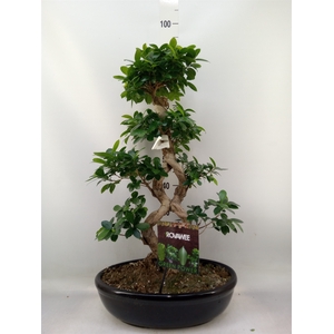 Ficus microcarpa 'Ginseng'