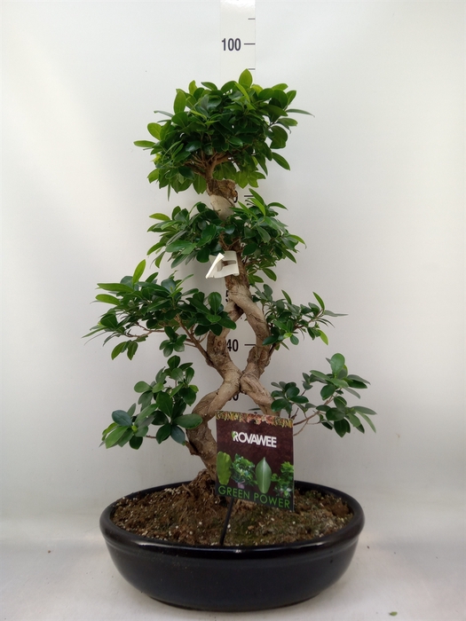 <h4>Ficus microcarpa 'Ginseng'</h4>