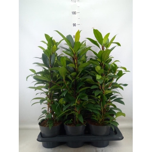 Ficus cyathistipula 'Compacta'